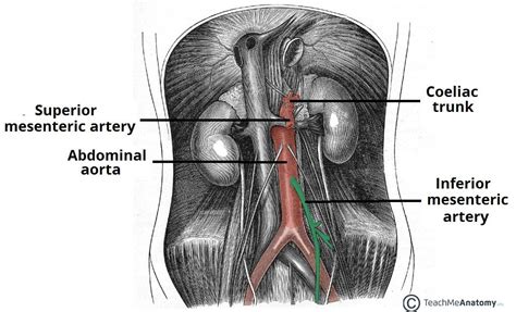 The Inferior Mesenteric Artery - Position - Branches - TeachMeANatomy