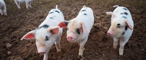 Selecting the right pig for you and your farm | NFU Mutual