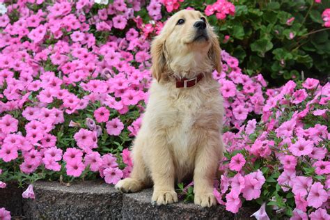 AKC Registered Golden Retriever Puppy Mable Female – AC Puppies LLC