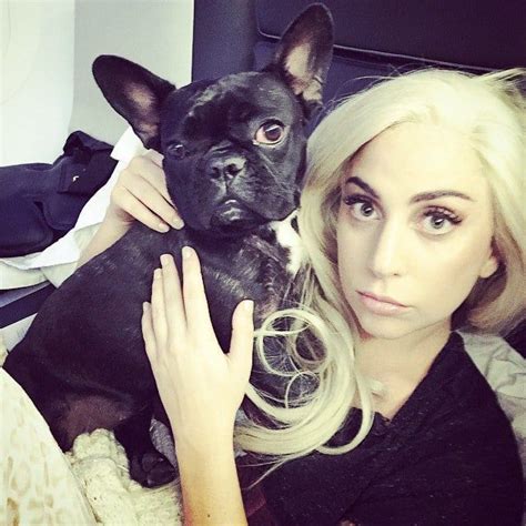 What Breed Is Lady Gaga's Dogs - Pets Lovers