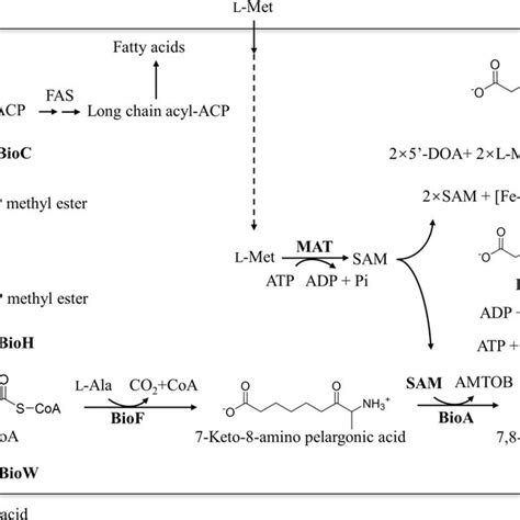 Biotin synthetic pathway in recombinant Escherichia coli BL21 (DE3).... | Download Scientific ...