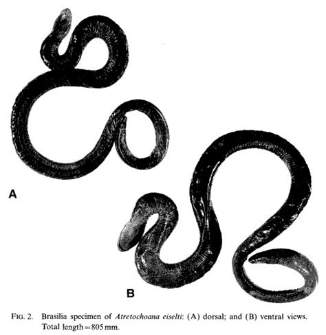 Species New to Science: [Herpetology • 2011] Discovery of the largest lungless tetrapod ...