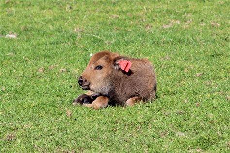 Adorable baby bison calf is born at Fota Wildlife Park in Cork and they ...