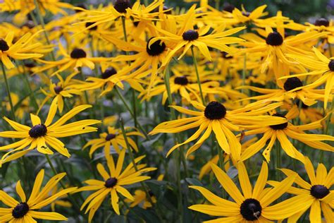 How to Grow Arnica Plant in Your Garden - Garden and Happy