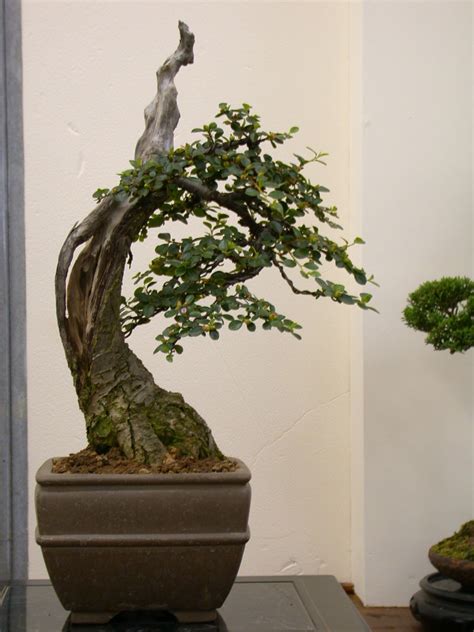 Memory Lane – Cotoneaster…great garden plant…..exceptional bonsai ...