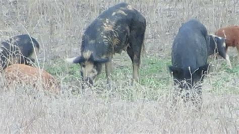 The Texas wild boar family hunting in the dry tank - YouTube