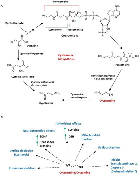 Frontiers | Therapeutic Applications of Cysteamine and Cystamine in Neurodegenerative and ...