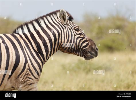 Zebra natural habitat hi-res stock photography and images - Alamy