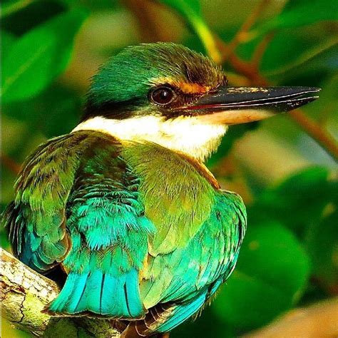 Daintree Rainforest Birds