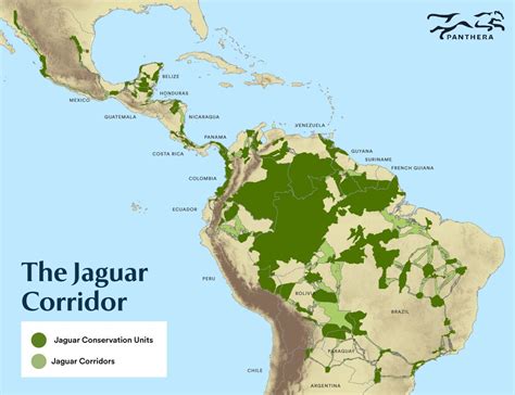 Carbon Credits: the Newest Tool for Funding Jaguar Conservation | by ...