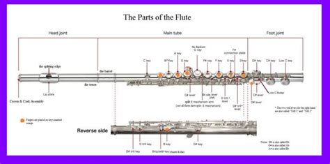 Diagram: Flute Part Names - Flutecentric : The Flute Player's Handbook