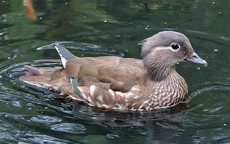 File:Female Mandarin Duck 800.jpg - Wikipedia