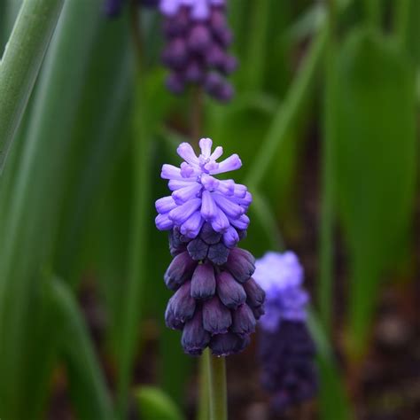 Blue Flower Indigo Nature - Free photo on Pixabay - Pixabay