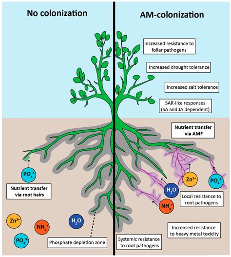 Pdf Root Colonization By Symbiotic Arbuscular Mycorrhizal Fungi | My XXX Hot Girl