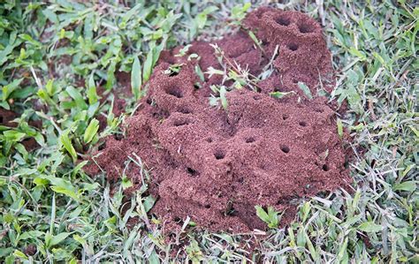 Climate Change Helping Fire Ants March In North Carolina | lupon.gov.ph