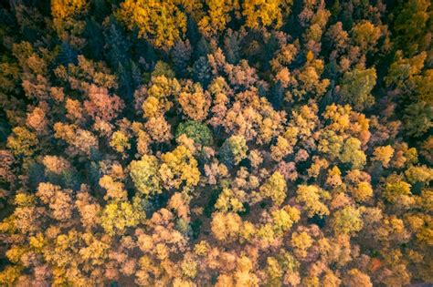 Page 33 | Forest Aerial View Images - Free Download on Freepik