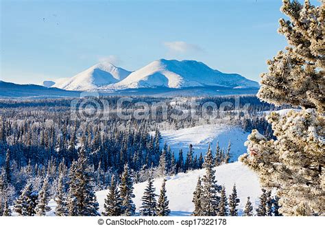 Taiga winter snow landscape yukon territory canada. Snowy boreal forest taiga winter wilderness ...