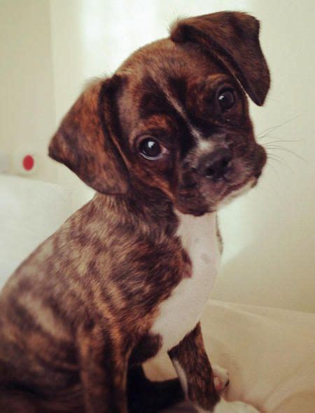 Boxer And Boston Terrier Mix Puppies For Sale - Pets Lovers