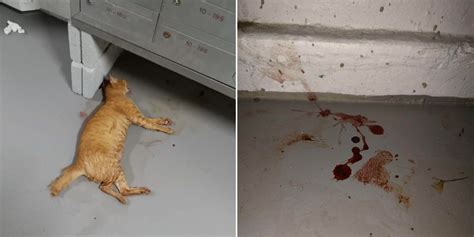 Cat Found Dead In Boon Lay With Injuries & Blood Around It, Caregivers ...