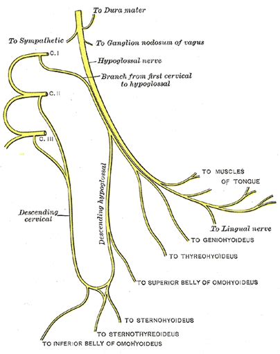 The Hypoglossal Nerve - Human Anatomy