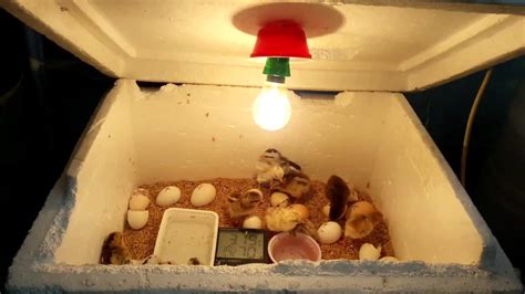 Incubator Settings For Chicken Eggs