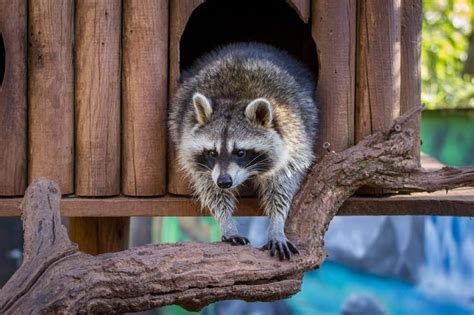 Can I Legally Have A Raccoon As A Pet? (A List Of States And Countries ...