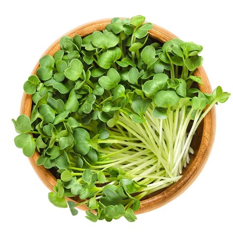 MICRO RADISH DAIKON - A&S Microgreens