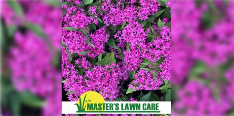 How do I grow and care for Dwarf Penta in Gainesville Landscaping Designs?