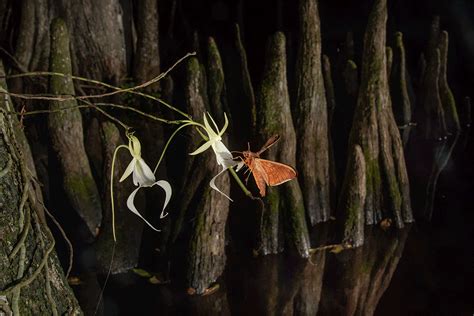 Discovery solves mystery of ghost orchid reproduction | Ghost orchid, Orchids, Rare orchids