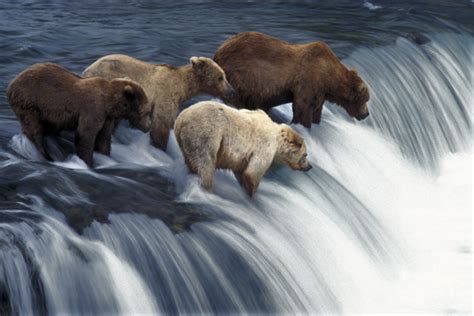 Mark Newman: Brown Bears at the Waterfall