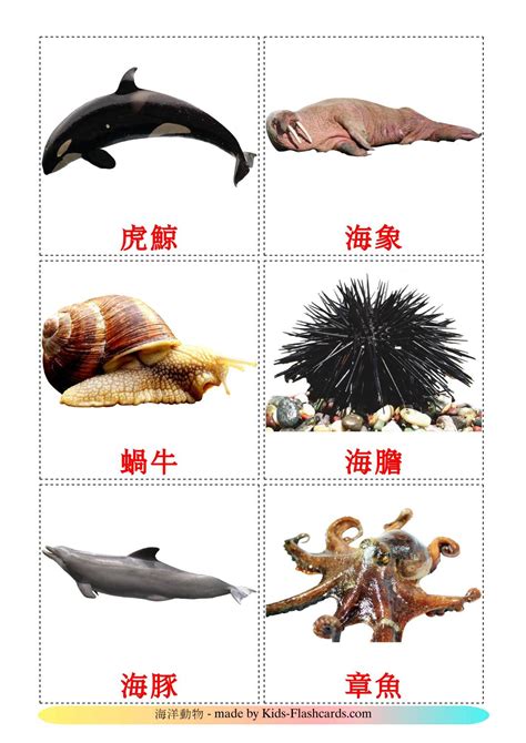 29 FREE Sea animals Flashcards | PDF | Chinese(Traditional) Words