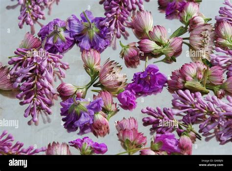 Bed of scattered flowers Stock Photo - Alamy