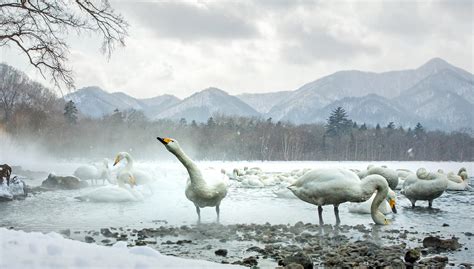 Whooper Swans at Lake Kussharo in Japan 2024-2025 - Rove.me