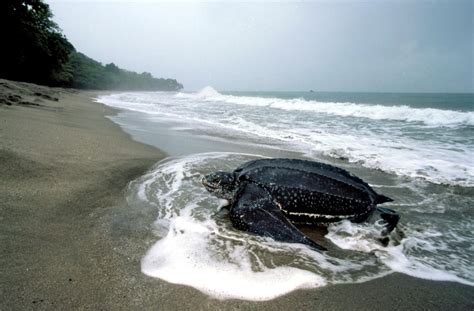 Leatherback Sea Turtle – "OCEAN TREASURES" Memorial Library