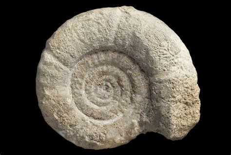 Ammonites - British Geological Survey