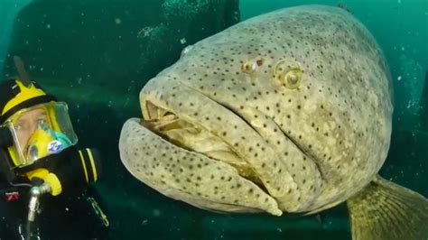 CAUGHT ON CAM: The biggest fish you'll see this week, a Goliath Grouper ...