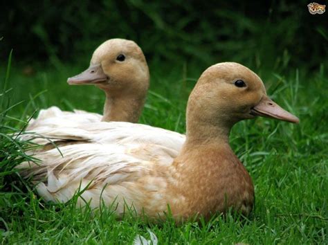 Asian Ducks - Google Search | Duck breeds, Duck, Breeds