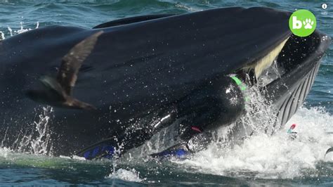 What a Fluke! Man Ends Up in Whale's Mouth | Live Science