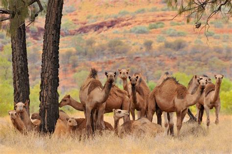 Camels of the Australian Outback