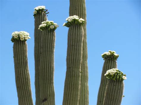 10 saguaro flower facts that will make you love the desert even more | tucson life | tucson.com