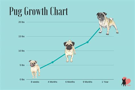 How Much Should A Puggle Puppy Weight - Puppy And Pets