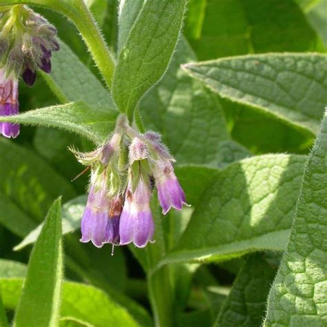 Seeds for Comfrey | Symphytum Officinale | Amkha Seed