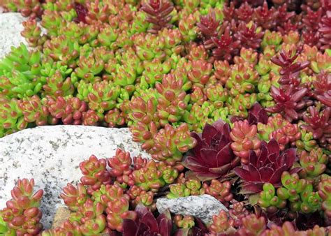 Sedum album 'Coral Carpet' (White Stonecrop)