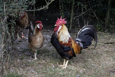 Brown Leghorn Chicken Breed Info + Where to Buy - Chicken & Chicks Info