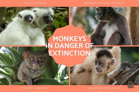 20 Most Critically Endangered Monkey Species - Endangered Primates List With Photos