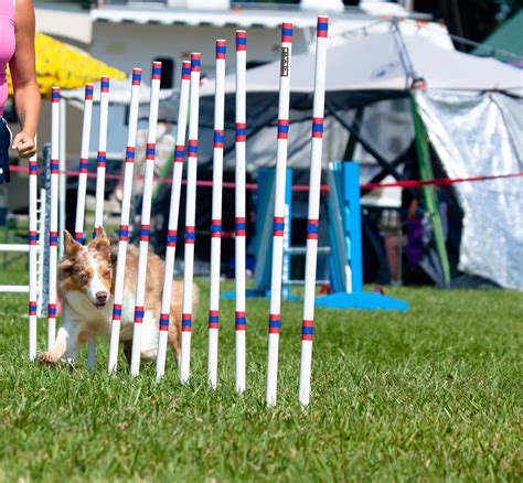 Do It Yourself Dog Obstacle Course / Is Dog Agility Cruel Can Agility Training Be Bad For Dogs ...