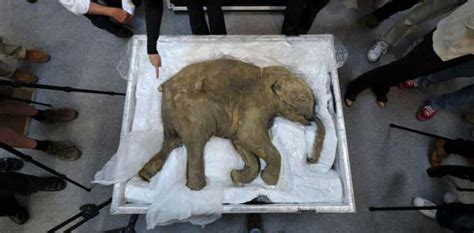 This 5 Million-Year-Old Woolly Mammoth Is Being Brought Back to Life ...