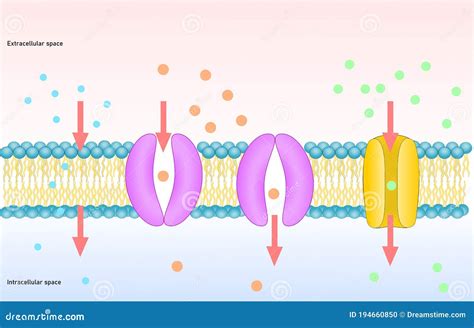 Passive Transport of Membrane, Simple and Facilitated Diffusion. Stock Vector - Illustration of ...