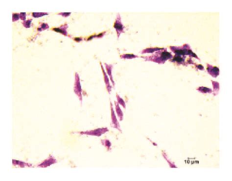 Staining of MEF cells: (a-c) MEF cells treated with pm-PPY; (d-f)... | Download Scientific Diagram