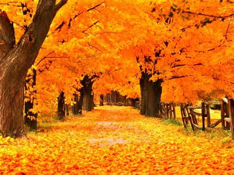 Free Fall Screensavers Wallpapers Group (47+)